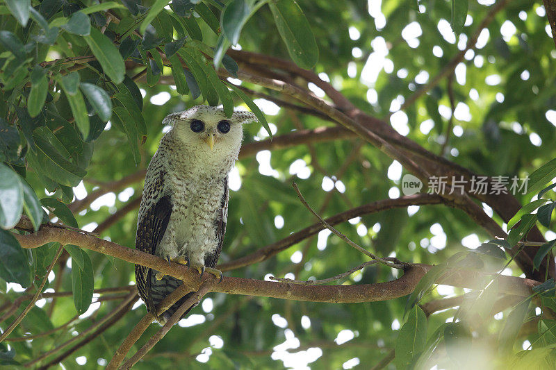 夜行鸟:亚成体斑点腹鹰鸮，也被称为森林鹰鸮(Bubo nipalensis)。